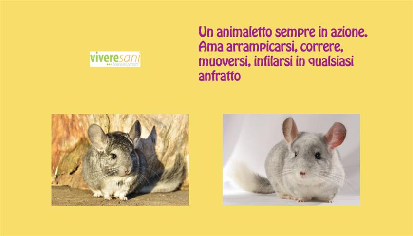 Cincillà, simpatico roditore Cincillà, simpatico roditore